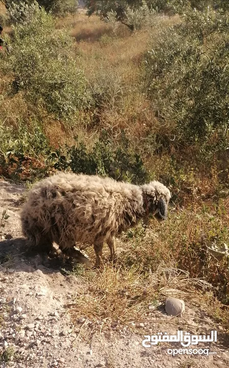 قرقير عدد إثنين للبيع