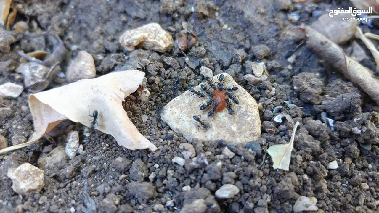 مبيد فتاااك قاتل جميع انواع النمل والصراصير يقتل بذكاء بتقنية عدو الدومينو وتركيبة المايكرو جل