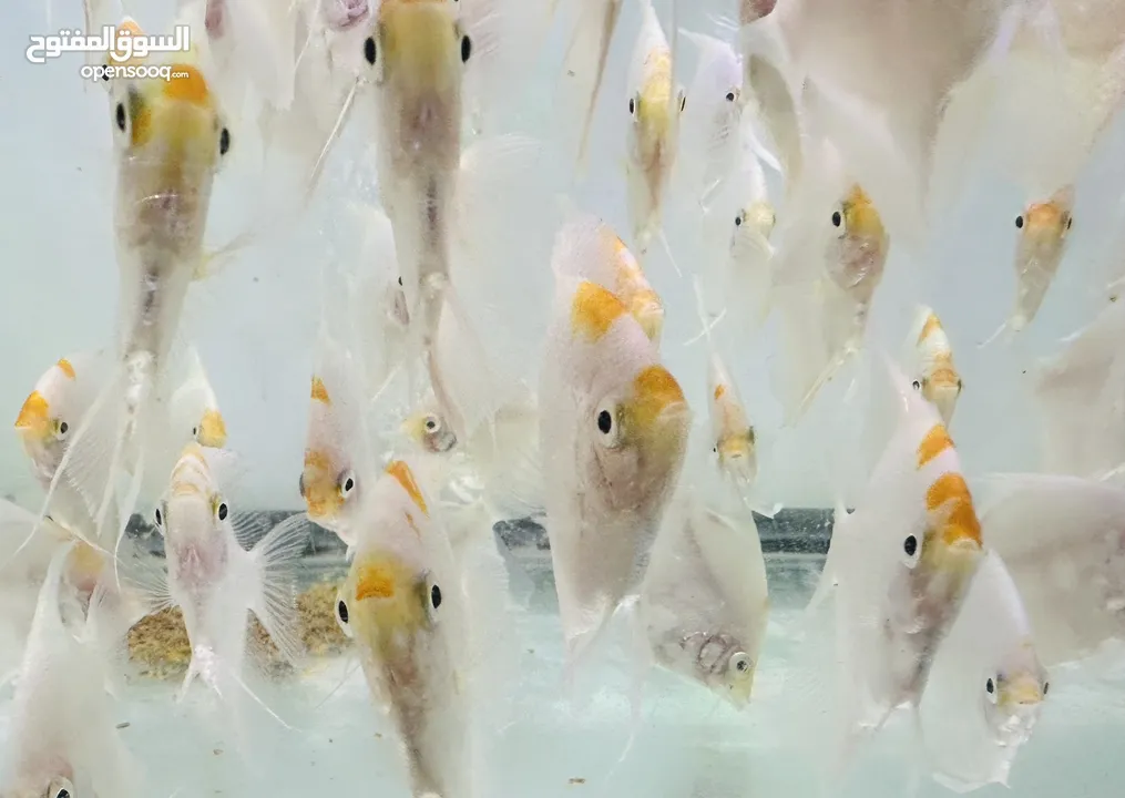 Angel fish for sale
