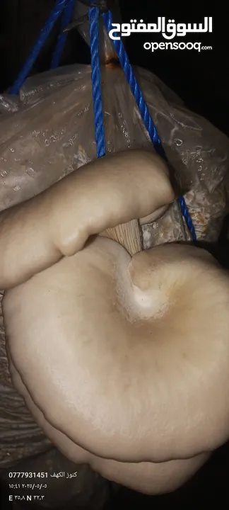 فطر محاري بلدي