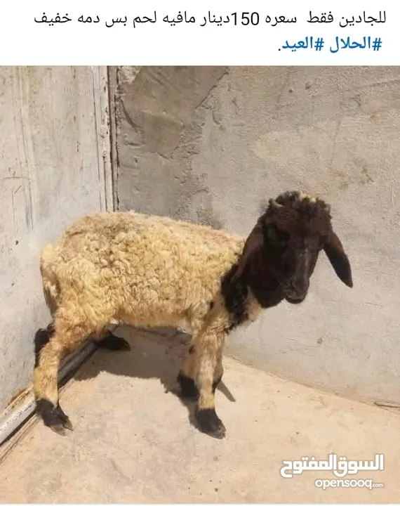 مطلوب غنم بياض او ماعز من عمر 15يوم الحد 3شهور للبيع اقساط يلي عندو لا يبخل علينا