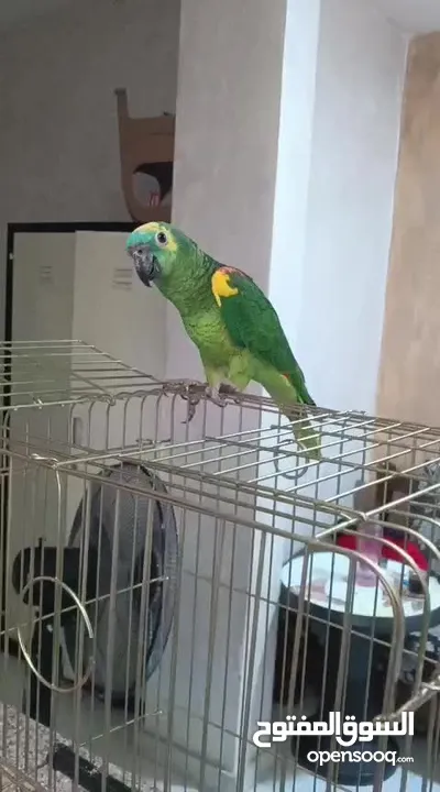 ببغاء أمازون بلوفرنتد جاكو