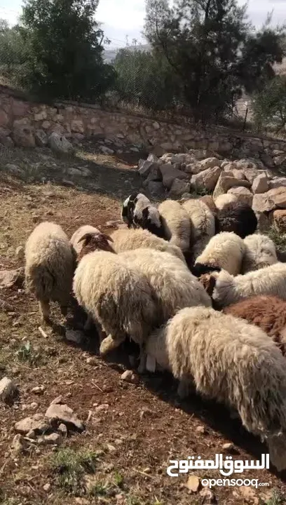 22 خاروف وزن قائم من 35 الى 50 كيلو