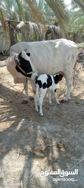 للبيع بجر گصابة