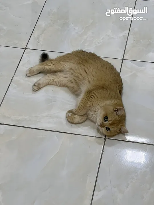قطتان جميلتان تبحثان عن بيت دافئ  Two lovely cats looking for a loving home