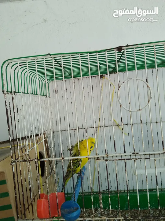 جوزين حب ماكنات انتاج بسعر حرق