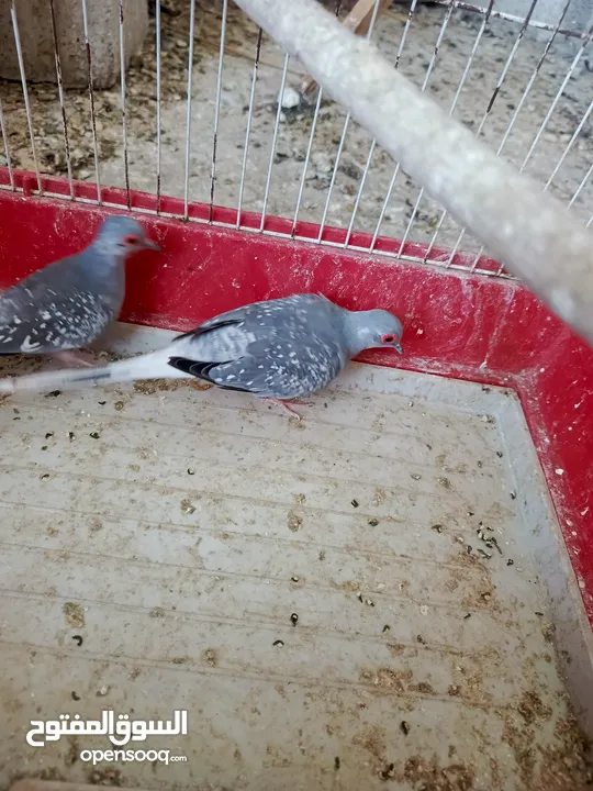 جوز ماسي شغال