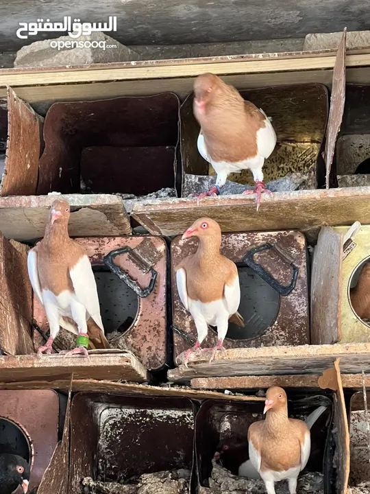 جواز بلونيات وجواز يهوديات