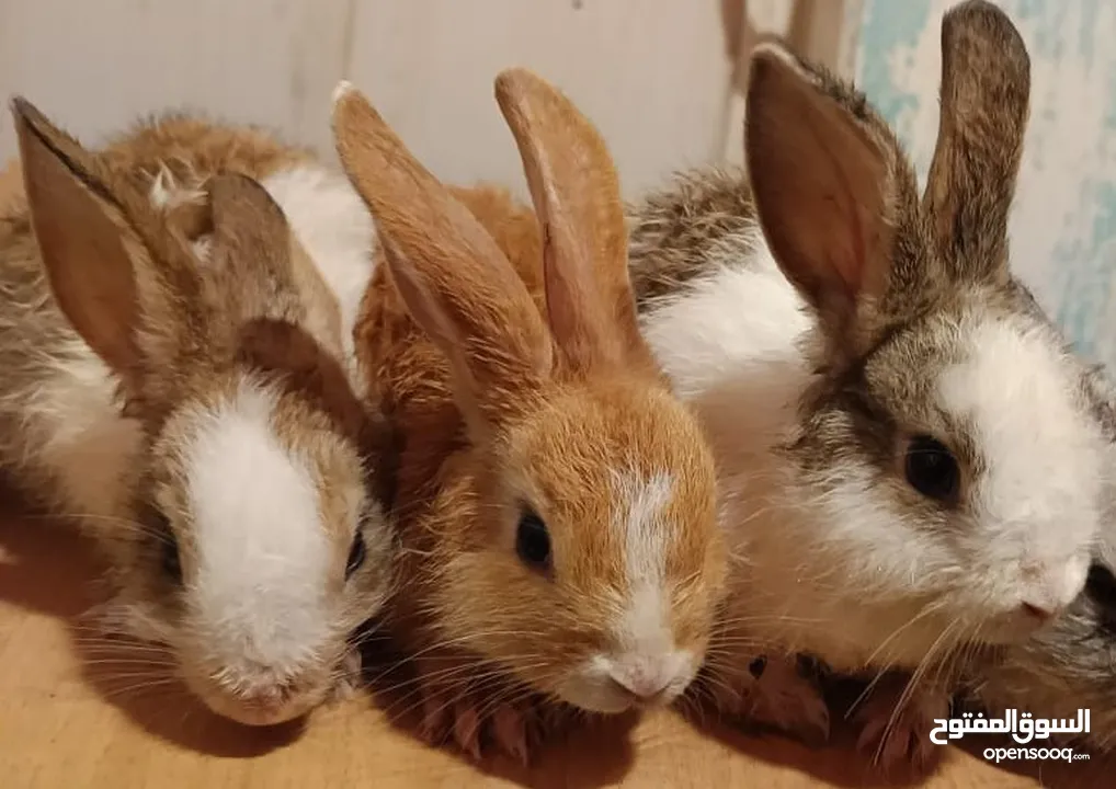 3 bunny rabbit