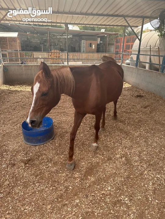 للبيع 2 فرس مع جوازات ميلادهم الاصليه المعتمده