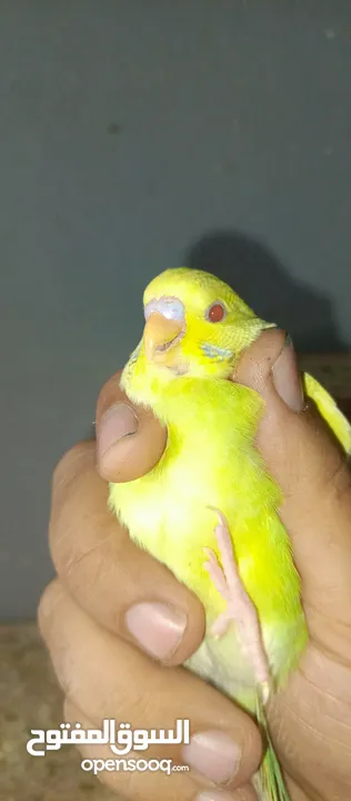 ذكر البينو