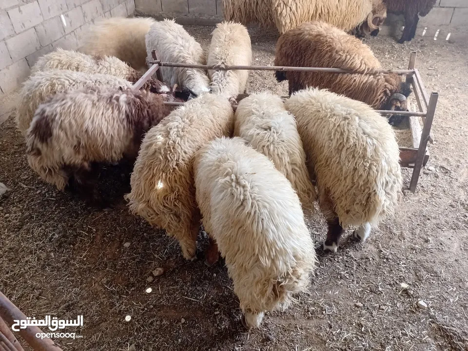 بيع جميع الانواع الاغنام