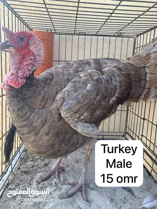 Turkeys for sale