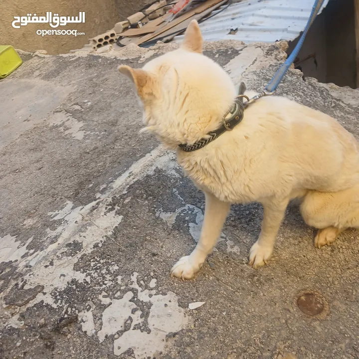 اناثي هاسكي