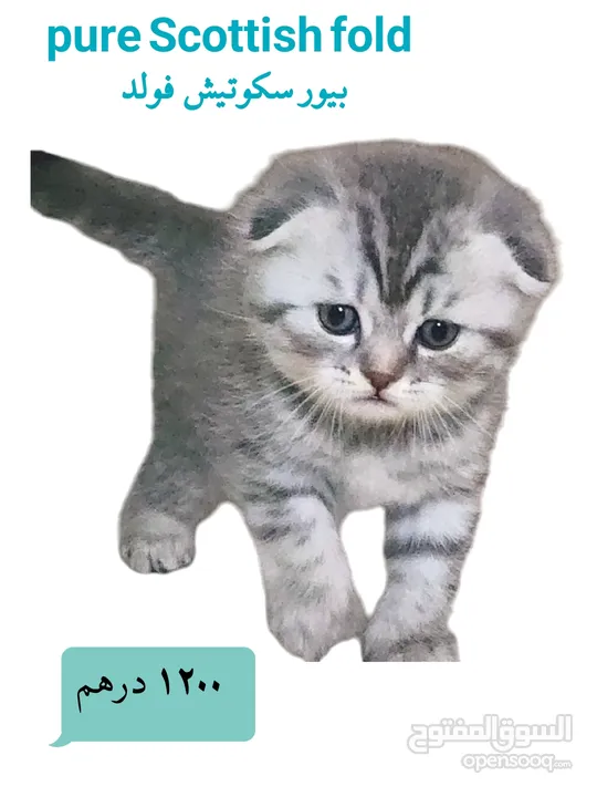 pure Scottish fold kitten  سكوتيش فولد اصلي