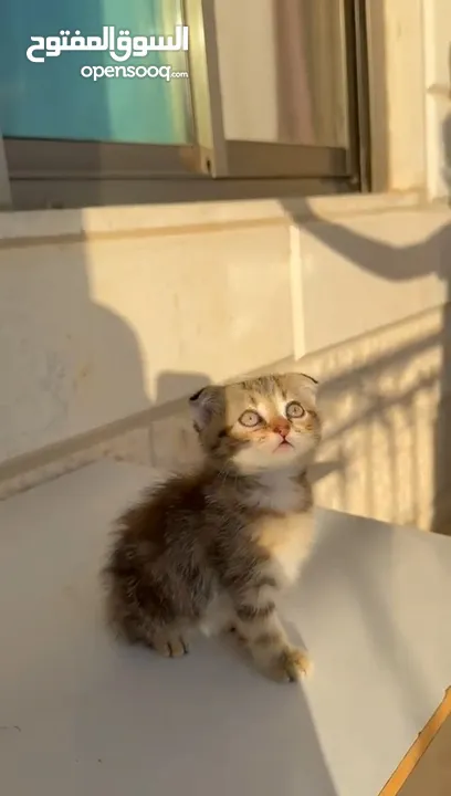 قطط صغيرة عمر 3 أشهر عدد 6 للبيع