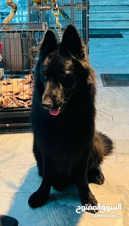 German shepherd male for stud