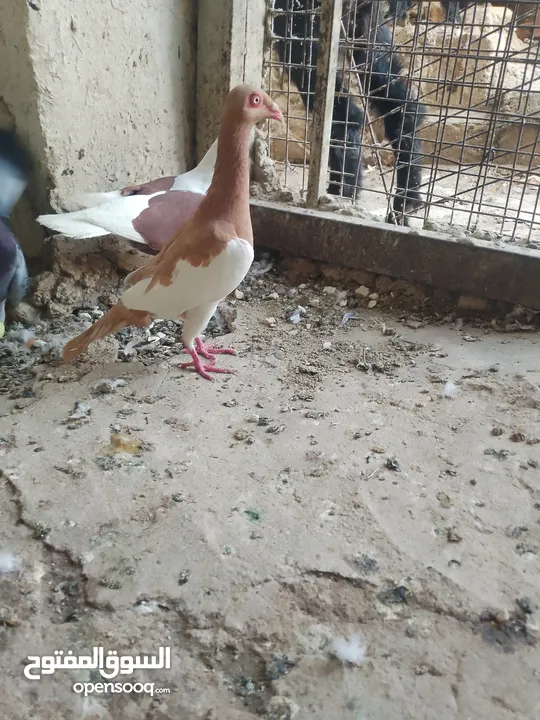 متاح جواز و حبات فلت موجودات طبربور سعرهن كويس