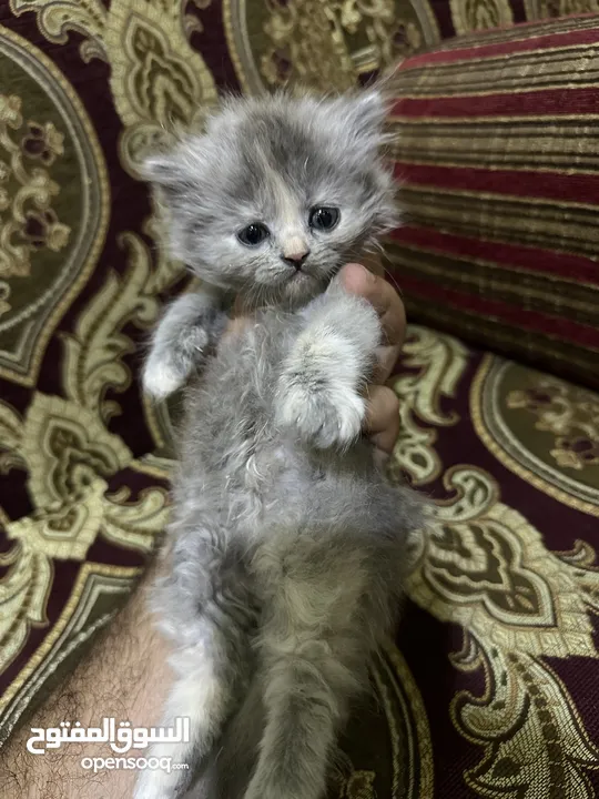 كتن سكوتش فولد & هيمالايا