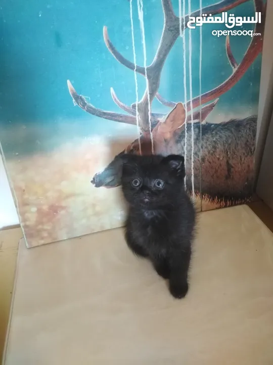 Britch/Scottch cat.. 2 months old