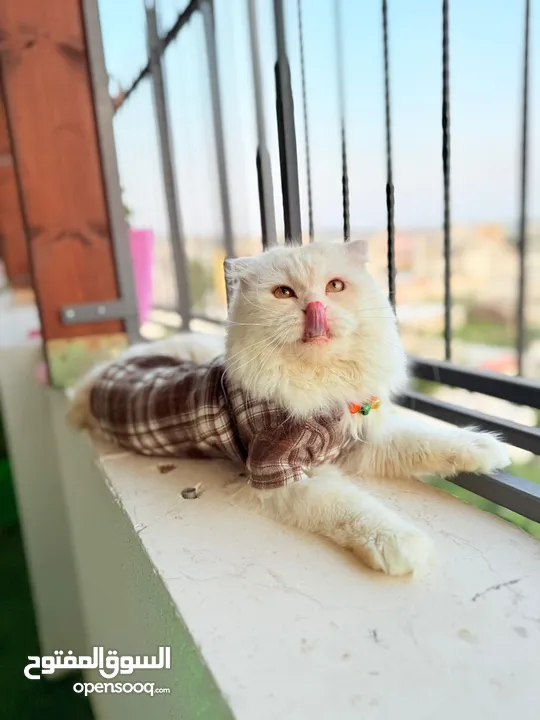 قط سكوتش فولد مميز منزلي اليف وسعره مناسب خالي من اي امراض او مشاكل صحية