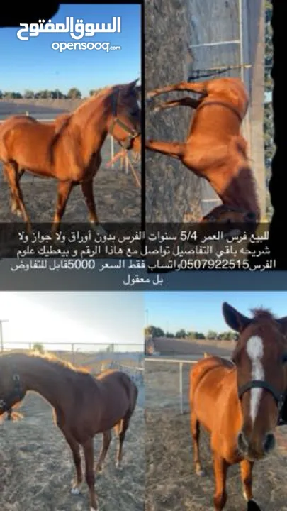 خيل عرب اصيل العمر بين 4-5