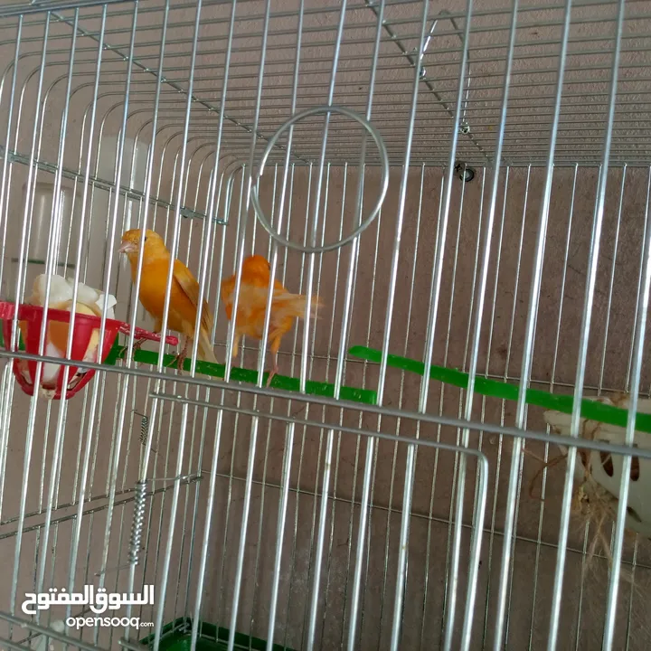 كنار للبيع