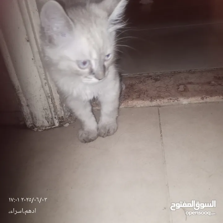 قط هاملاي ذكر للبيع