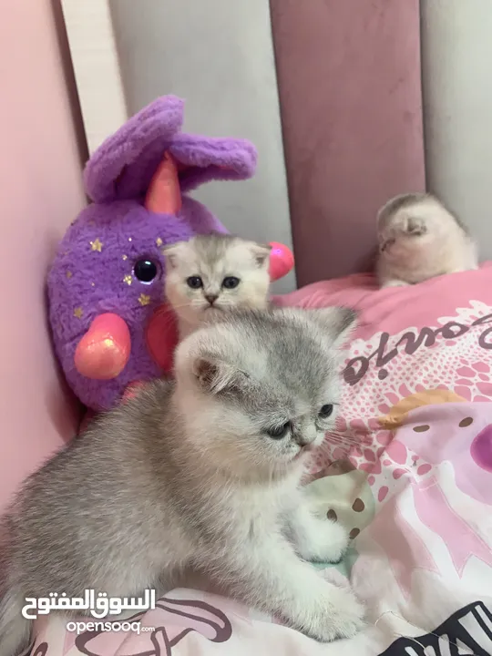 Scotch fold kittens