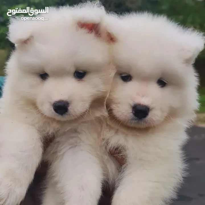 Samoyed puppy