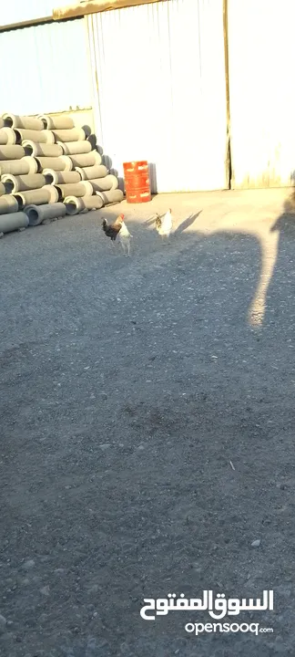 ديوك فيومي