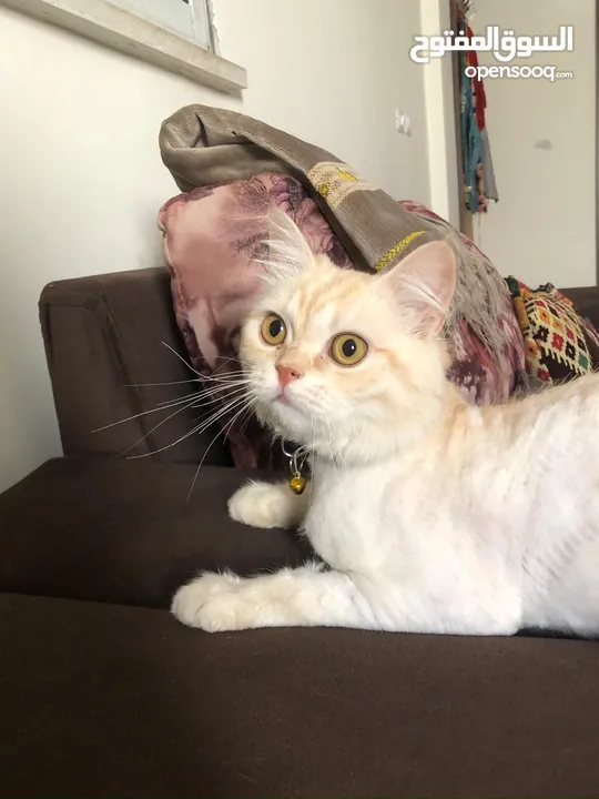 بس للتبني موجود بنابلس
