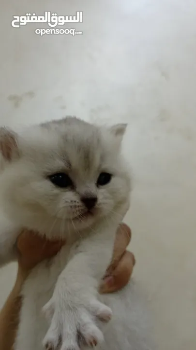 قطه سكوتش ستريت سلفر شورت هير
