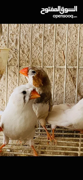 #Zebra#Finches