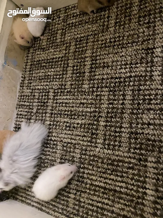 hamster هامستر للبيع عدد 7