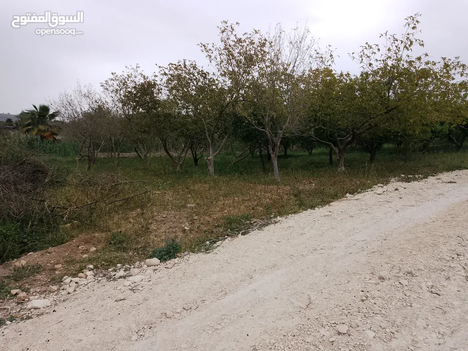 ارض للبيع في الحمه الاردنيه مزروع جوافه وكل انواع الحمضيات بثلاثه قواشين مستقلات ومتلاصقات لمالك واح