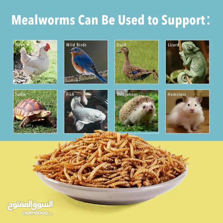 دود قبابي _ميل ورم _ Mealworm