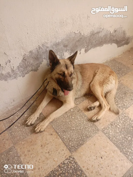 للبيع اربد سما روسان تواصل خاص