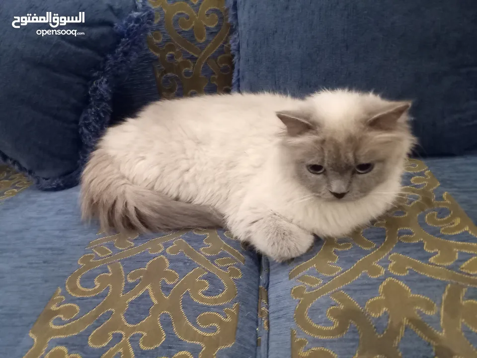 قطه هملايا شوكلت  و قطة سكوتش برتش براون  شبه تبني للتبني