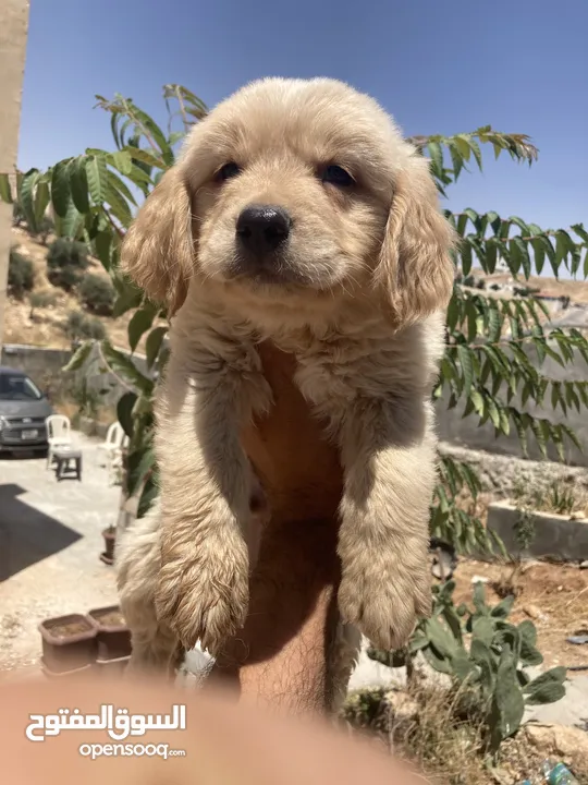 جولدن ريتريفر بريطاني آصلي  Golden retriever pure اعلى مستوى في الشرق الاوسط