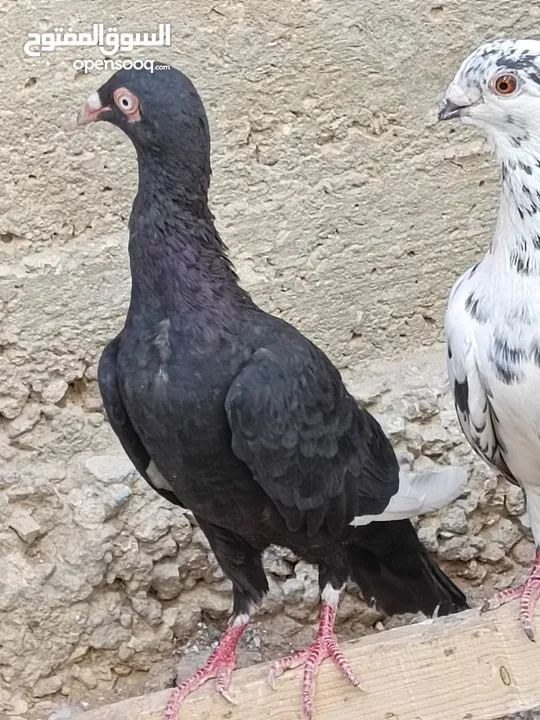 كوم حمام حوالي من 35 إلى 40 طير  للبيع