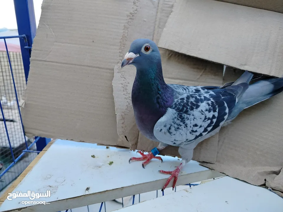 حمام بلدي وانواع اخره   بحاله ممتازة شغالات 14جوز وهاي بعض الصور