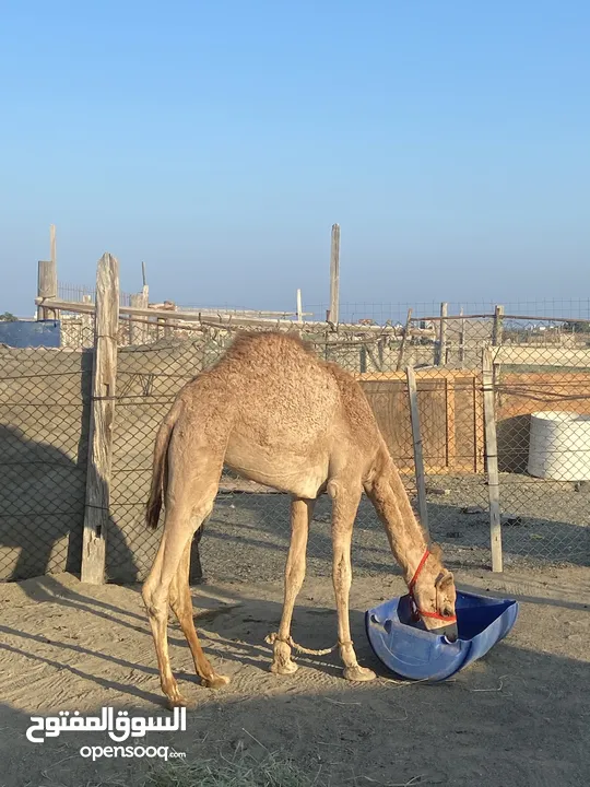 بكرة فطيمة تنفع لحم او جنوة