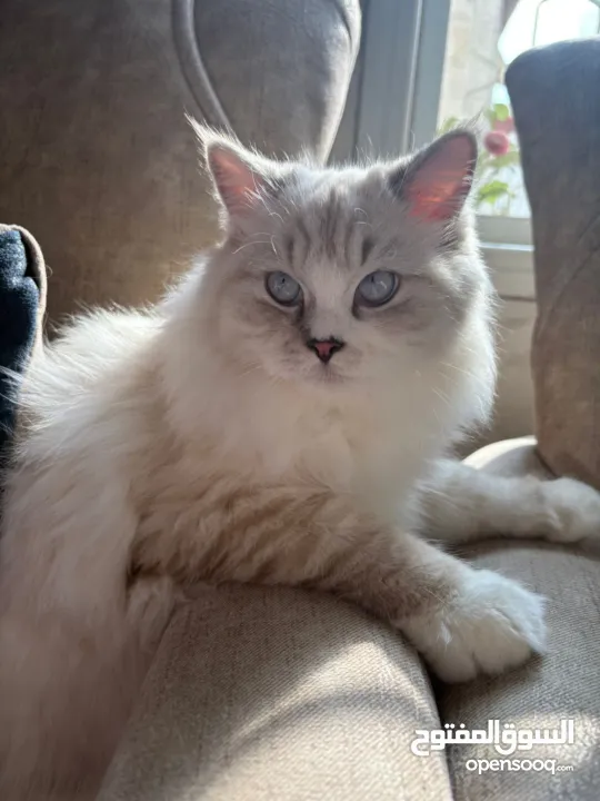 قطط بيتيه للبيع