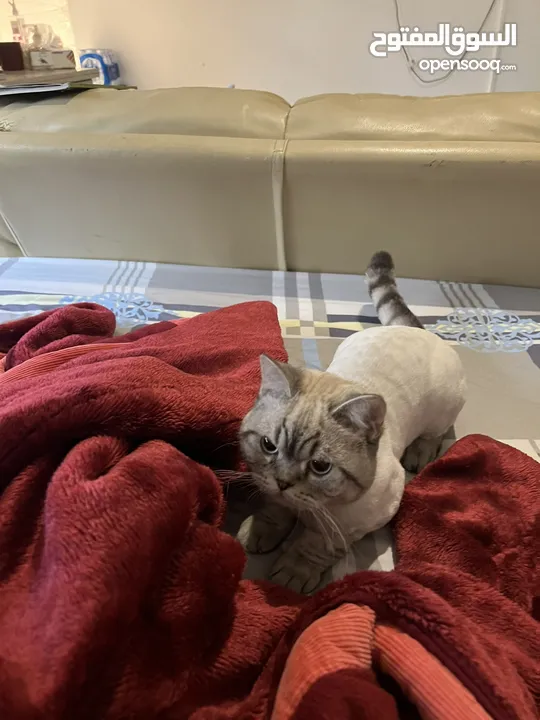 قطتان جميلتان تبحثان عن بيت دافئ  Two lovely cats looking for a loving home