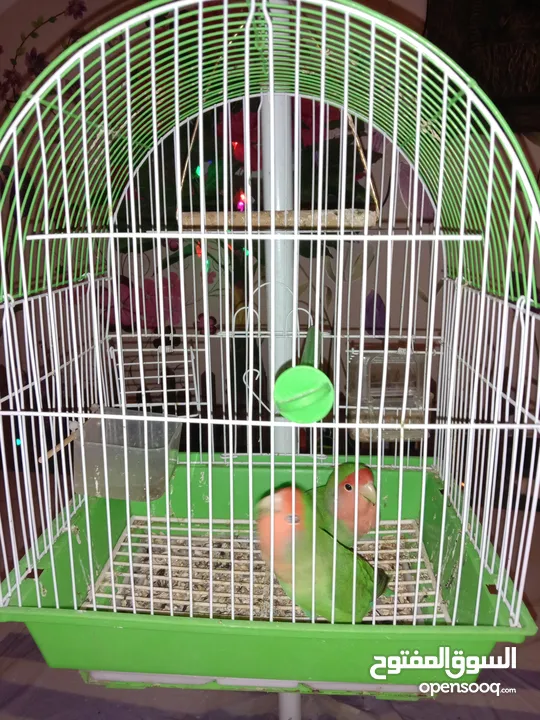Birds cocktail for sale