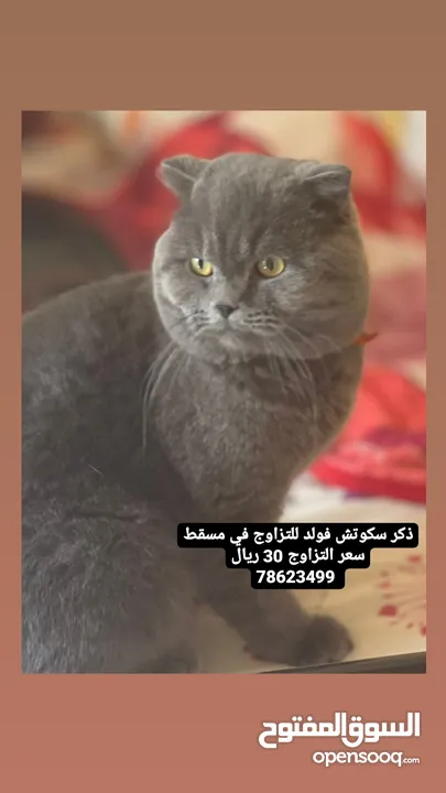 iلجميع خدمات العنايه بالقطط Cat Care