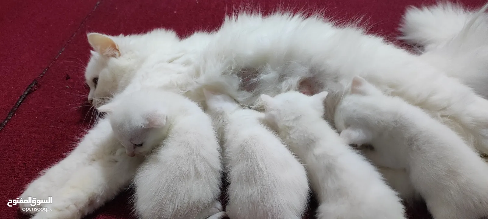 PURE TURKISH ANGORA