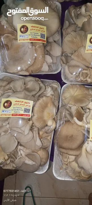 فطر محاري بلدي