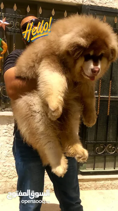 Pomeranian   Samoyed    Giant Malamute